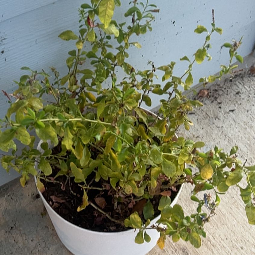 Photo of the plant species Common Chickweed by @AssuredlyMarimo named Bodhi on Greg, the plant care app