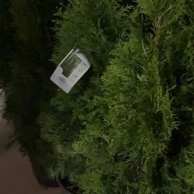 Photo of the plant species Arborvitae by @SeasonalFord42 named Demi on Greg, the plant care app