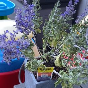 Photo of the plant species Perovskia atriplicifolia by @ArtisanBanana39 named Walt on Greg, the plant care app