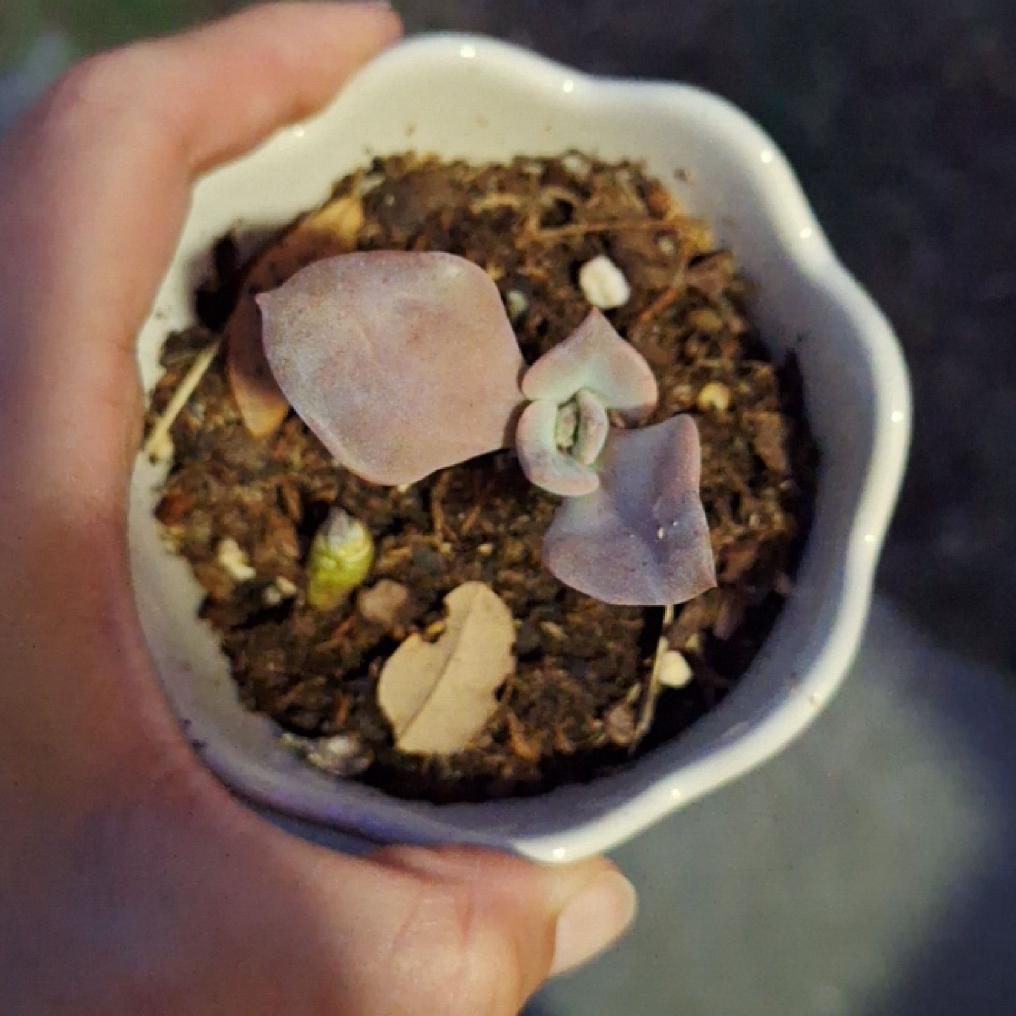 Photo of the plant species Graptoveria 'Jacaranda' by @SoigneGoldwire named Gomez on Greg, the plant care app
