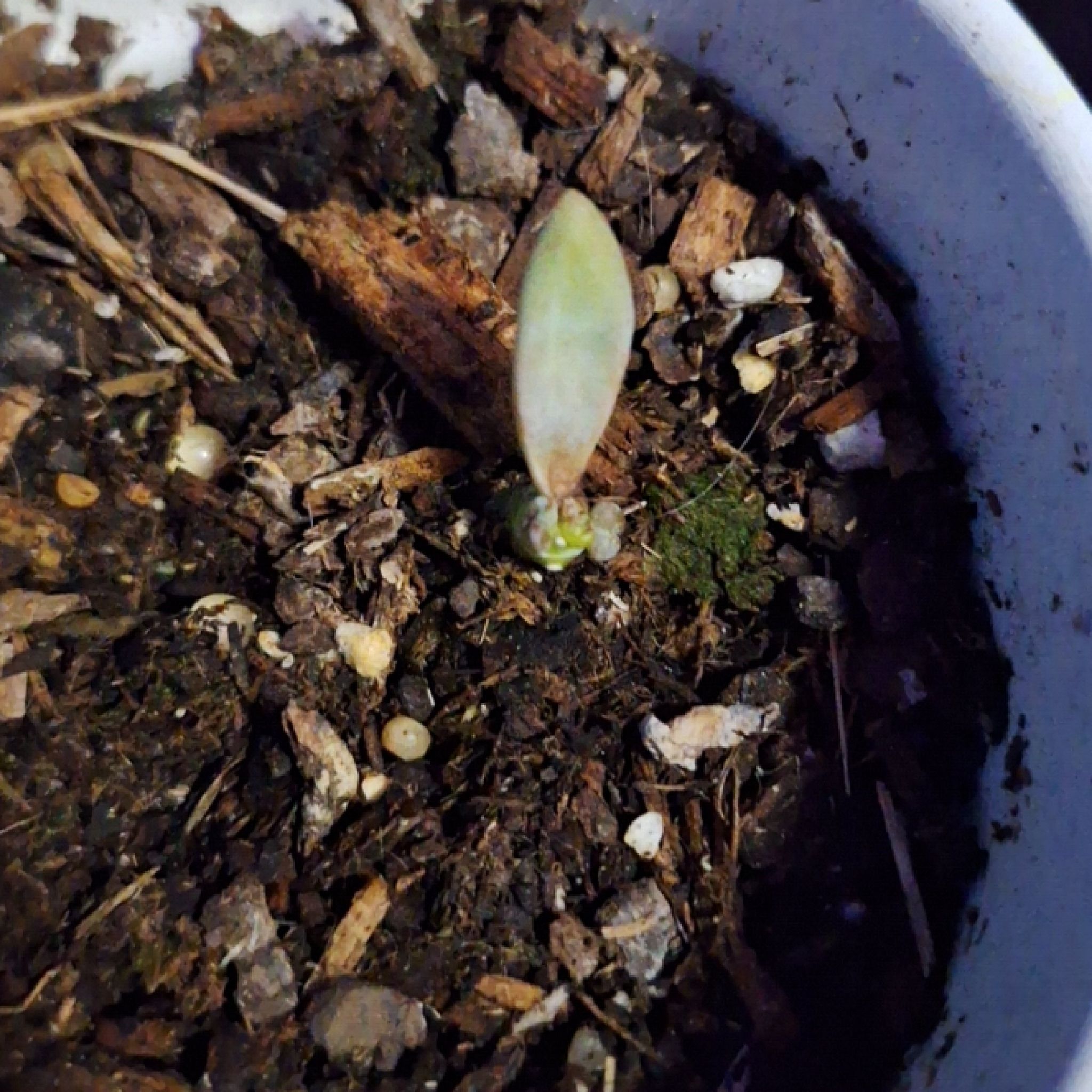 Photo of the plant species Graptosedum 'Francesco Baldi' by @SoigneGoldwire named Melvin on Greg, the plant care app