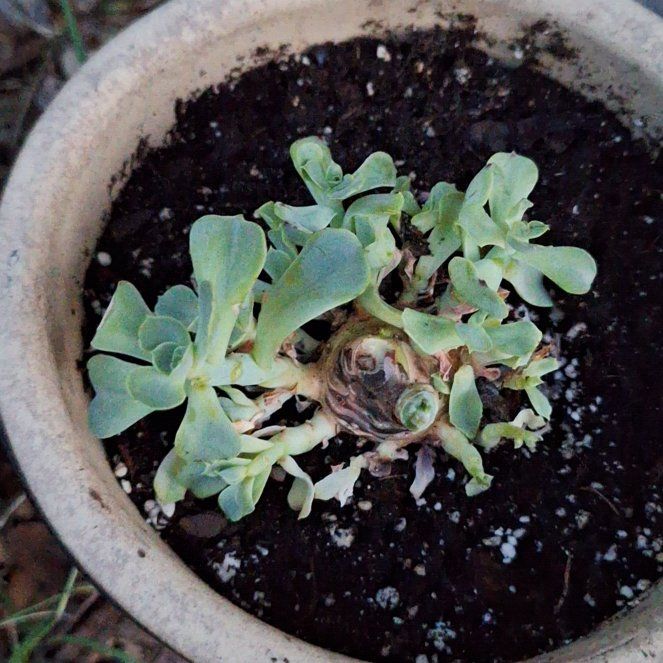 Photo of the plant species Echeveria 'Love's Light' by @SoigneGoldwire named Elle on Greg, the plant care app