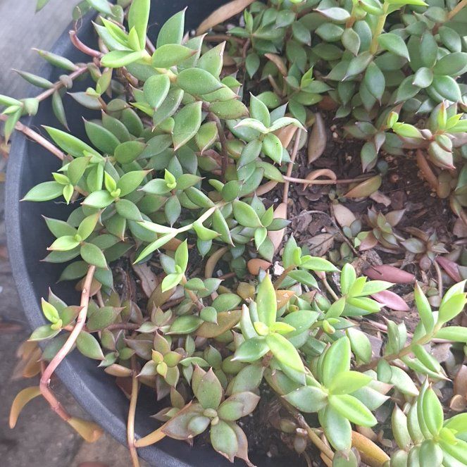 Photo of the plant species Stringy Stonecrop by @SoigneGoldwire named Sol on Greg, the plant care app