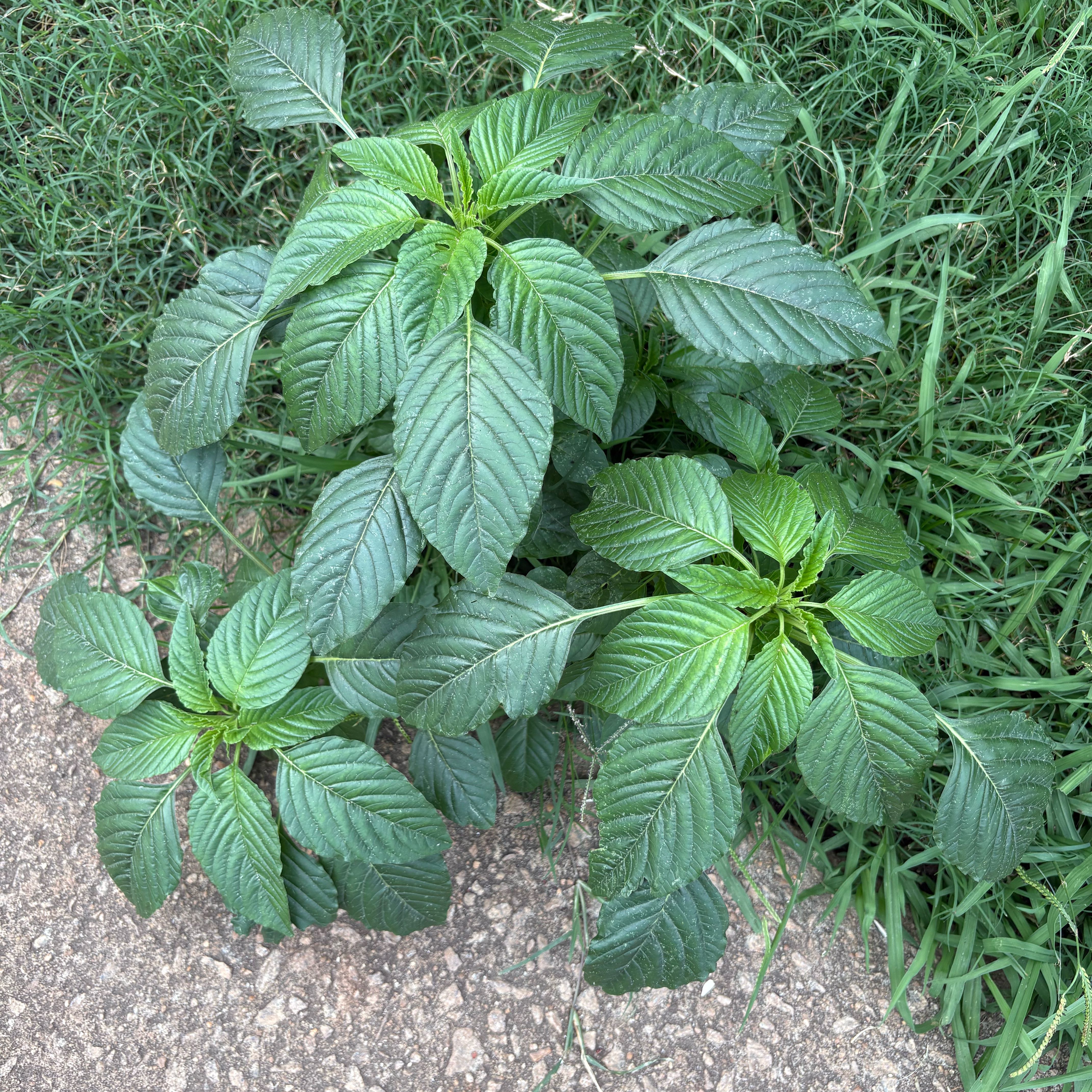 Photo of the plant species Palmer's Amaranth by @FamousKonjac80 named Gaga on Greg, the plant care app