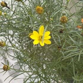 Photo of the plant species Whorled Tickseed by @FabSnakeplant73 named Gregarious on Greg, the plant care app