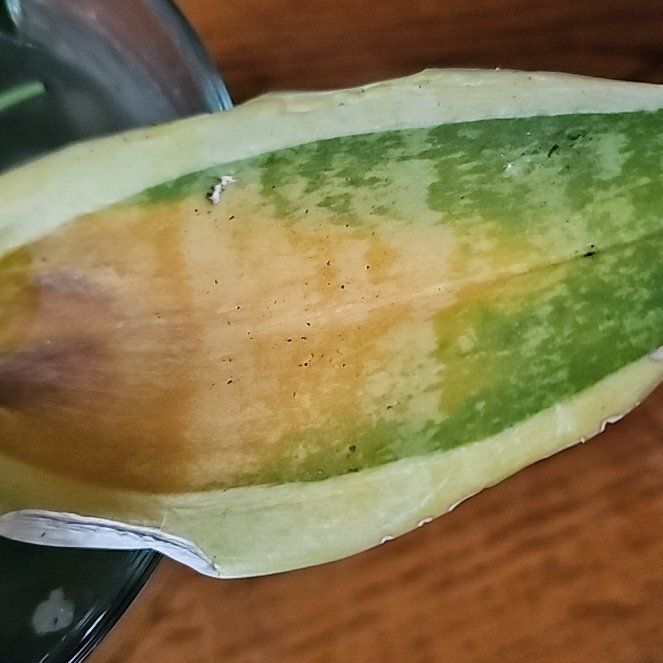 Photo of the plant species Ivy Gourd by @VeteranLemon6 named Sigmund on Greg, the plant care app