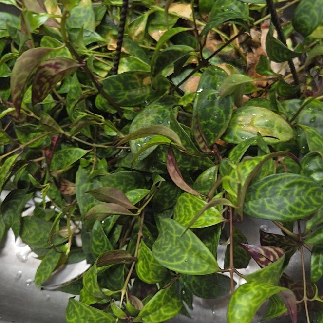 Photo of the plant species Lesser Periwinkle by @RuggedChia67 named Athena on Greg, the plant care app