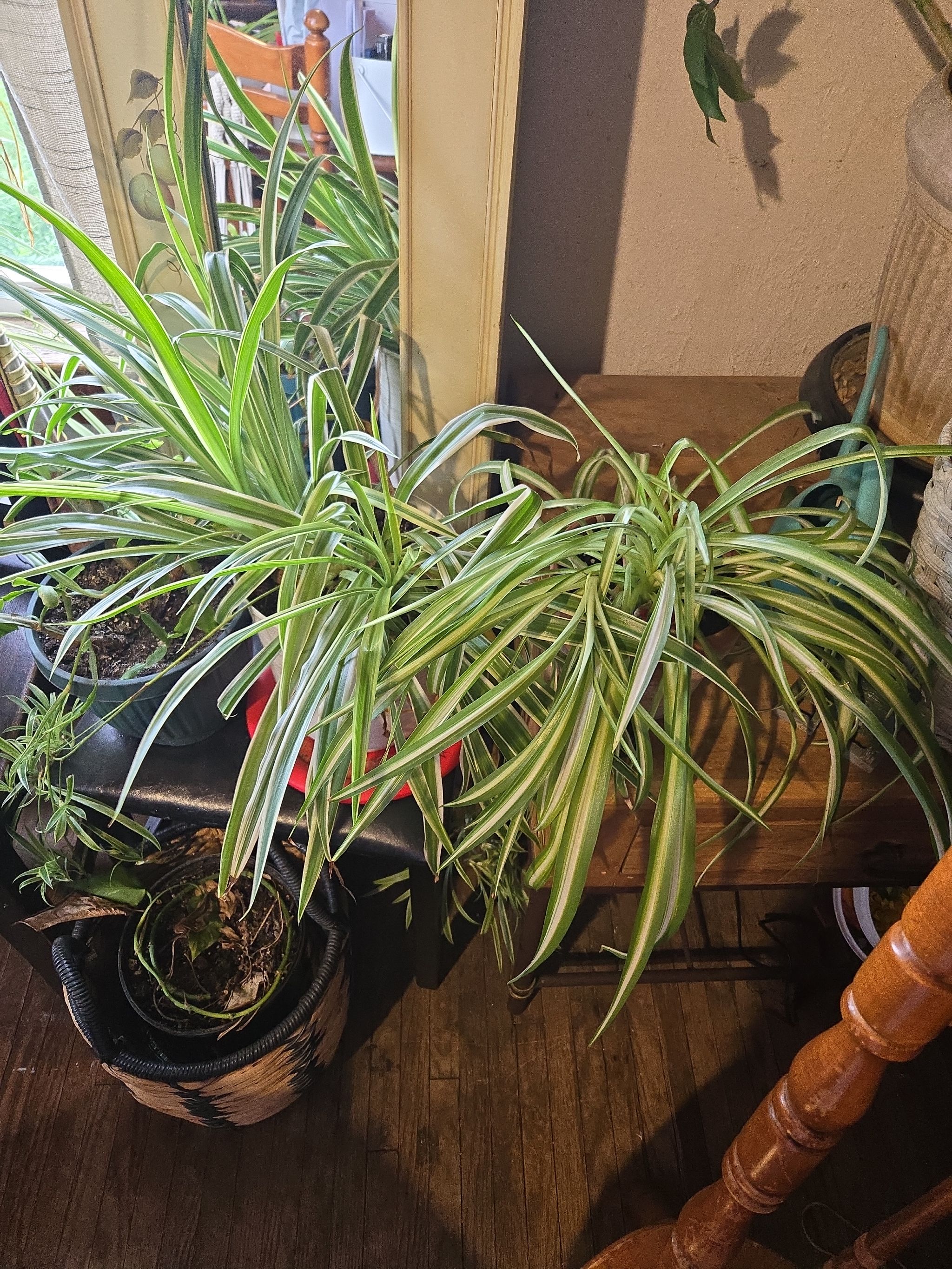 Photo from the post
