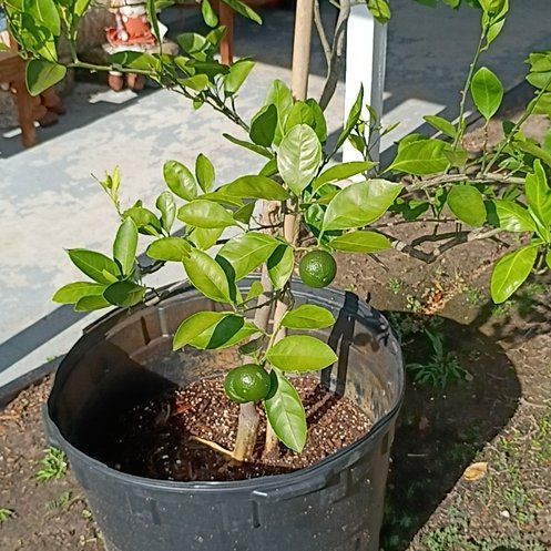 Photo of the plant species Mandarin orange by @ExactHoya0 named Susanna Courtney on Greg, the plant care app