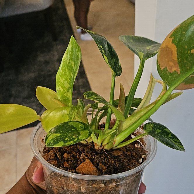 Photo of the plant species Red Congo Mint by @ApprovingIvy88 named Sanders on Greg, the plant care app