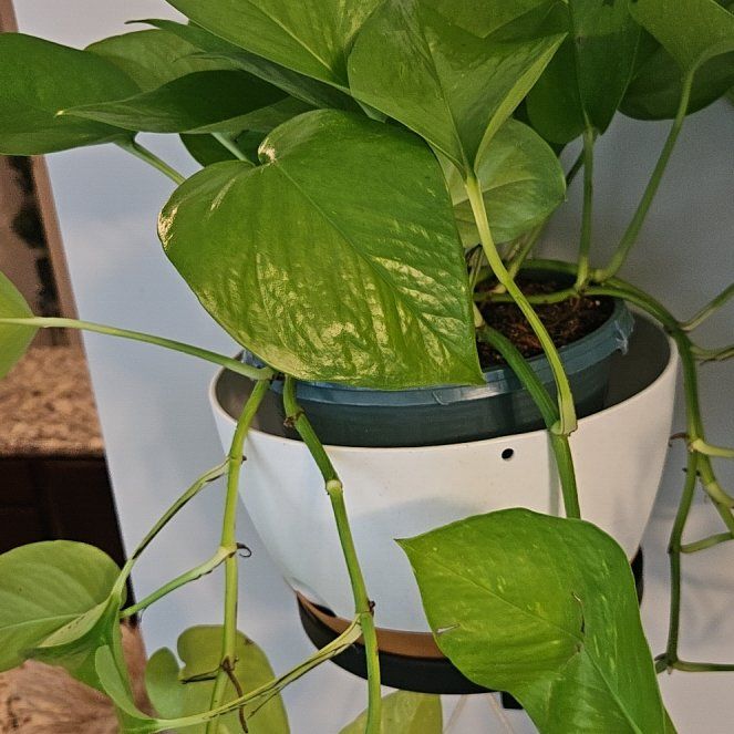 Photo of the plant species Neon Queen Pothos by @ApprovingIvy88 named Bruce Lee on Greg, the plant care app