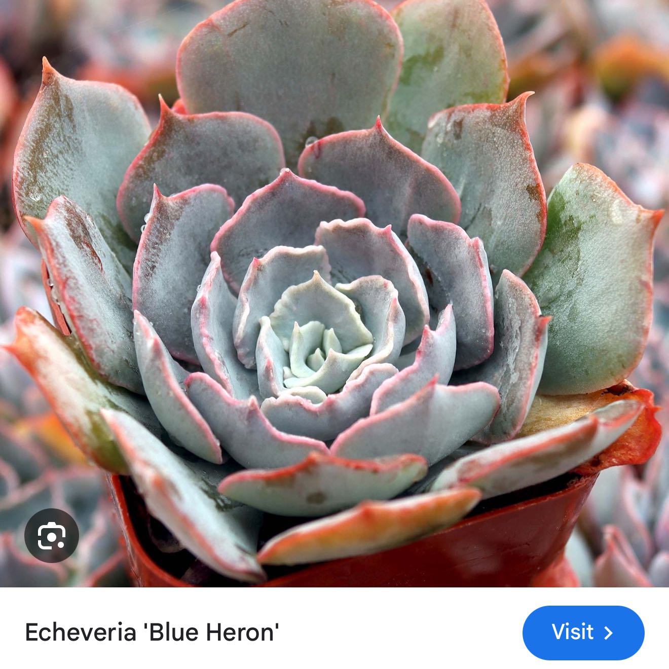Photo of the plant species Echeveria 'Blue Heron' by @GrandeeJubaea66 named Echeveria on Greg, the plant care app