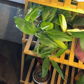 Photo of the plant species monstera standleyana by @FancierFeltbush named Ronaldo on Greg, the plant care app