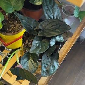 Photo of the plant species Arrowhead Vine 'Red Arrow' by @FancierFeltbush named Zion on Greg, the plant care app
