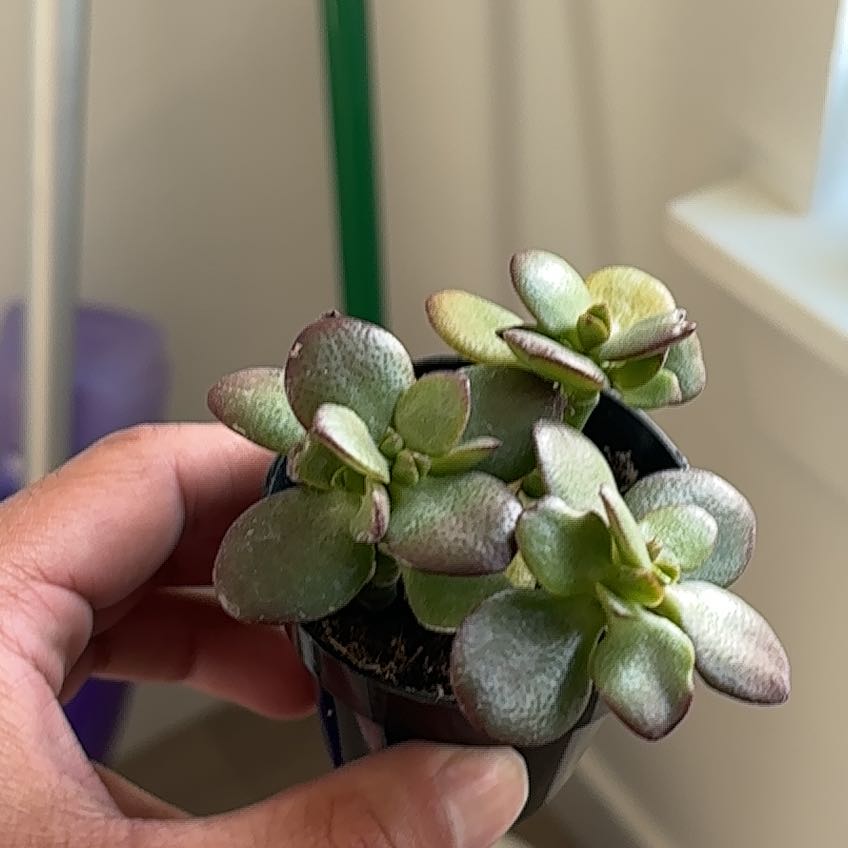 Photo of the plant species Miniature Jade Plant by @KeyMarigold45 named Gates on Greg, the plant care app
