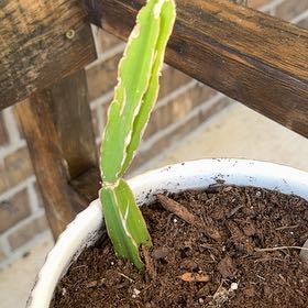 Photo of the plant species Adamant Creeper by @FullTricolor15 named Juan on Greg, the plant care app