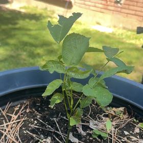 Photo of the plant species English Walnut by @SpotonCoralfern named Bella on Greg, the plant care app