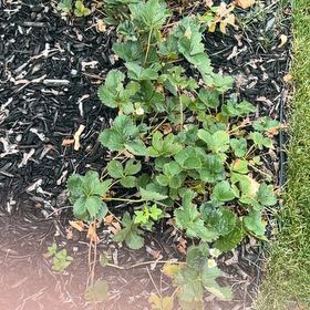 Photo of the plant species Garden Strawberry by @SpotonCoralfern named Clooney on Greg, the plant care app