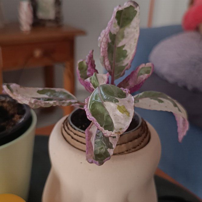 Photo of the plant species Snow White Waffle Plant by @luc1ernag4 named La Rosalía on Greg, the plant care app