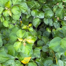 Photo of the plant species Bougainvillea by @ResolvedLilac named Bougie on Greg, the plant care app