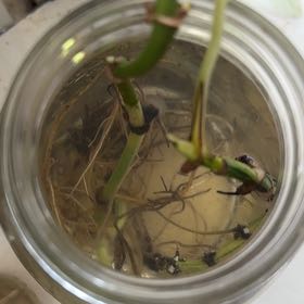 Photo of the plant species Common Eelgrass by @TryCandytuft84 named Harry on Greg, the plant care app