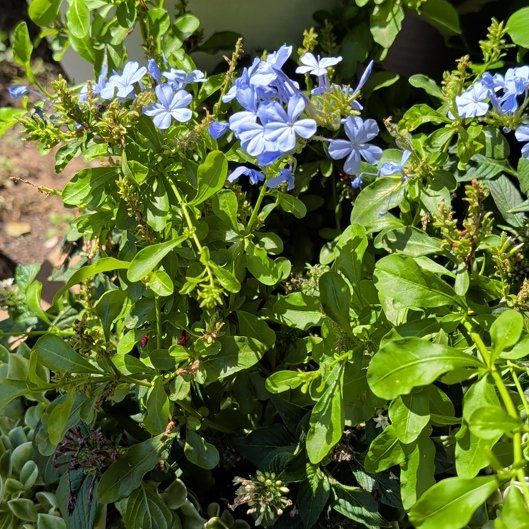 Photo of the plant species Blue Plumbago by @ZanyChollipo30 named ChloroPhil on Greg, the plant care app