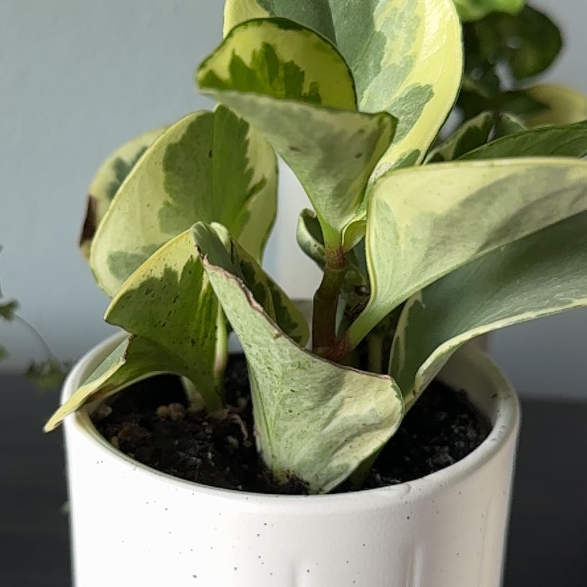Photo of the plant species Peperomia Gold Dust Woman by @YokeTule67 named Taylor Swift on Greg, the plant care app