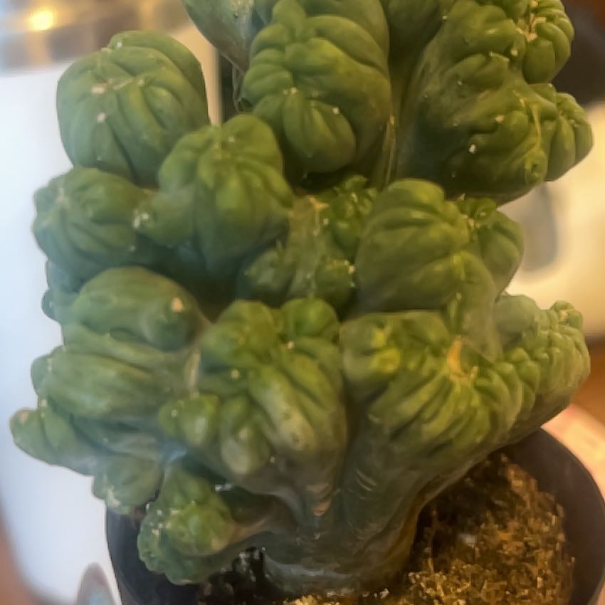 Photo of the plant species Ming Thing Cactus by @GratefulMayten named Kylie on Greg, the plant care app