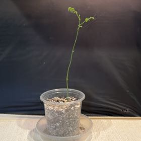 Photo of the plant species American Wisteria by @NiftyClusia69 named Coco on Greg, the plant care app