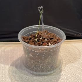 Photo of the plant species Blue Jacaranda by @NiftyClusia69 named Austen on Greg, the plant care app