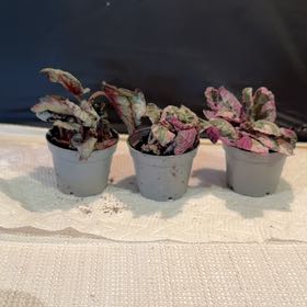 Photo of the plant species Snow White Waffle Plant by @NiftyClusia69 named Naomi on Greg, the plant care app