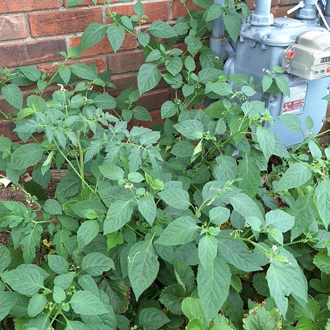 Photo of the plant species Black Nightshade by @FreeOregonash60 named Anne on Greg, the plant care app