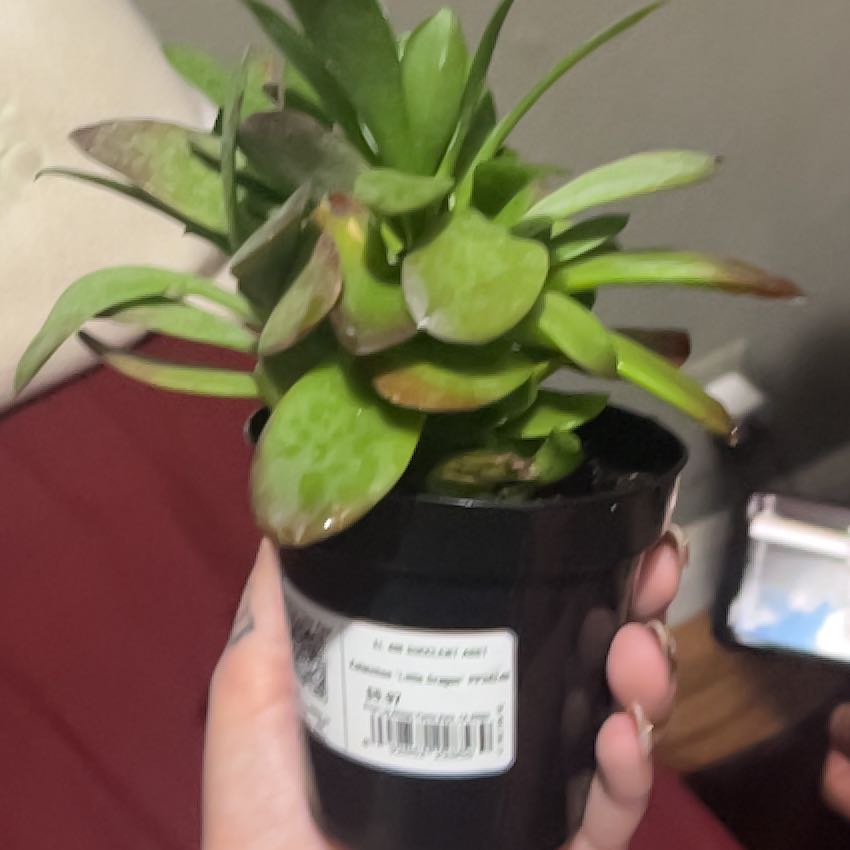 Photo of the plant species Kalanchoe 'Little Dragon' by @DurableFord66 named Drakon on Greg, the plant care app