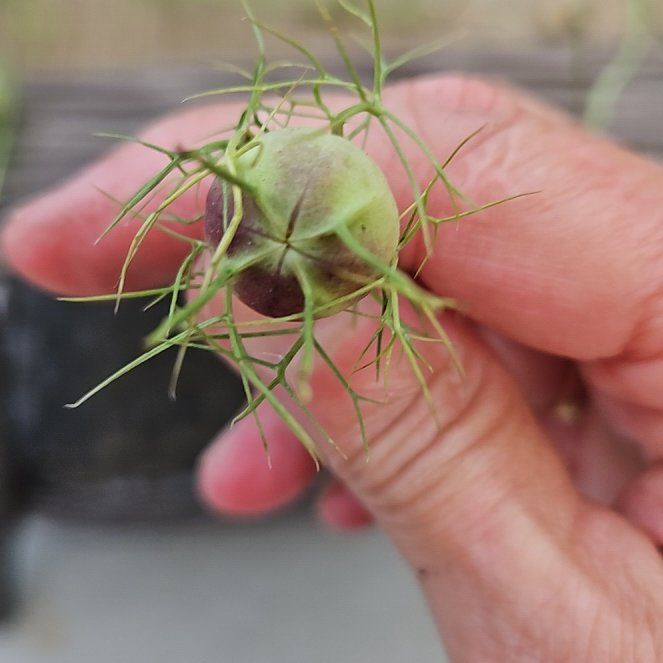 Photo of the plant species Devil in the Bush by @PoignantSalsa named Kesha on Greg, the plant care app