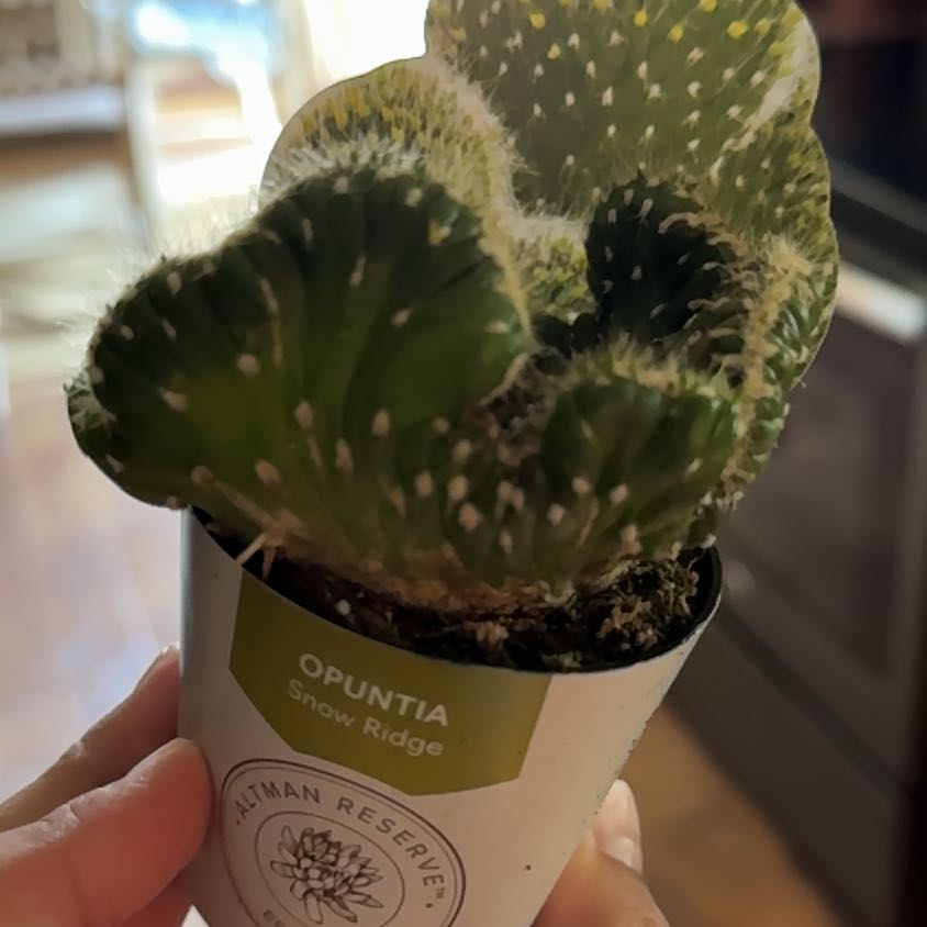Photo of the plant species Snow Ridge by @NotableWorm named McKinley on Greg, the plant care app