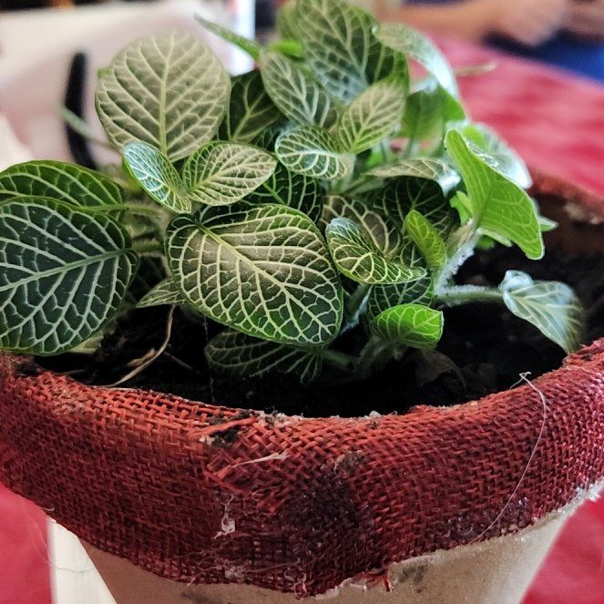 Photo of the plant species White Anne Nerve Plant by @BigMoonwort83 named Ms. Mcgonagall on Greg, the plant care app