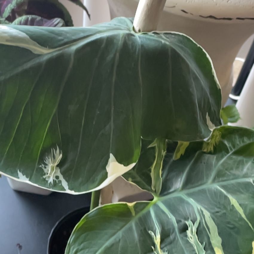Photo of the plant species Mickey Mouse by @MamaLiv012 named Rosa on Greg, the plant care app