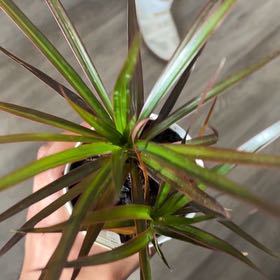 Photo of the plant species Tropical Foliage by @GemAgave80 named Tolkien on Greg, the plant care app
