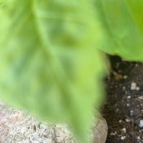 Photo of the plant species Sea Lettuce by @TryGinseng85 named Muhammad Ali on Greg, the plant care app