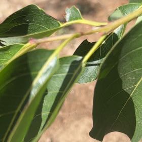 Photo of the plant species Common Persimmon by @TryGinseng85 named Leaf Erickson on Greg, the plant care app