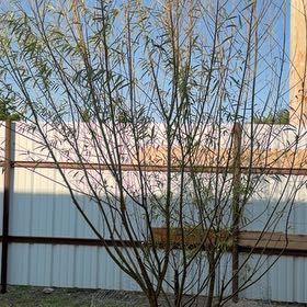 Photo of the plant species Oleander by @QuaintFicus37 named Elina on Greg, the plant care app