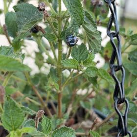 Photo of the plant species Purple Lantana by @SoulfulPepper85 named Orwell on Greg, the plant care app