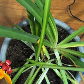 Photo of the plant species Blue Lily by @MightyOregano91 named Mando on Greg, the plant care app