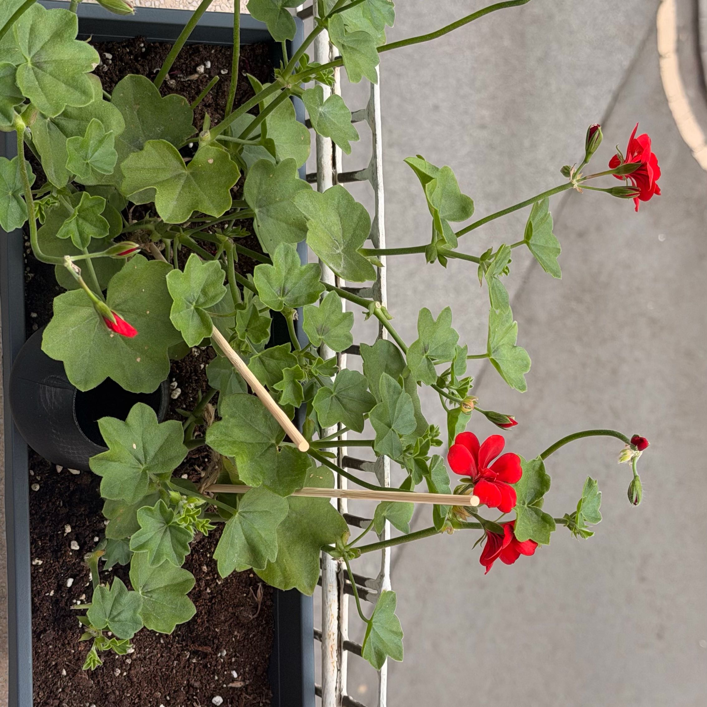 Photo of the plant species Ivy Geranium by @nisvem named Rainier on Greg, the plant care app