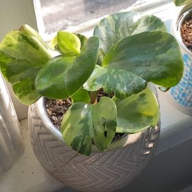Photo of the plant species Variegated Baby Rubber Plant by @ElatedBlackrose named Darwin on Greg, the plant care app