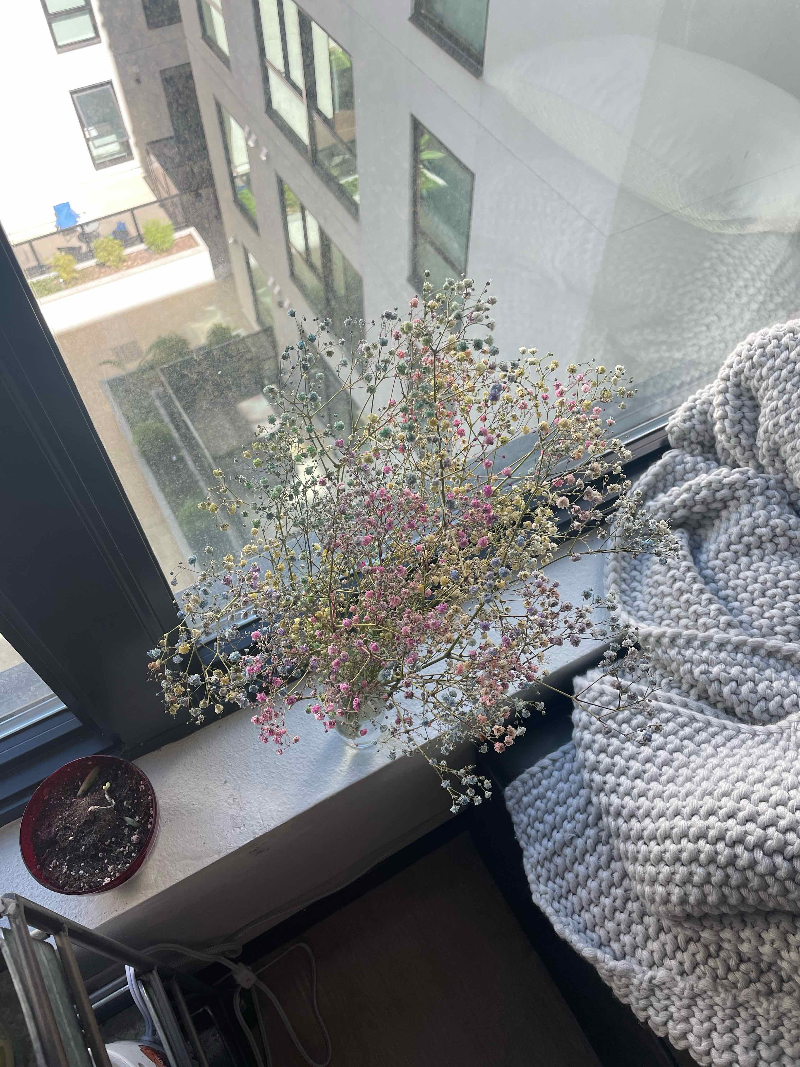 Plant care for Knotted Pearlwort on Greg, the plant care app