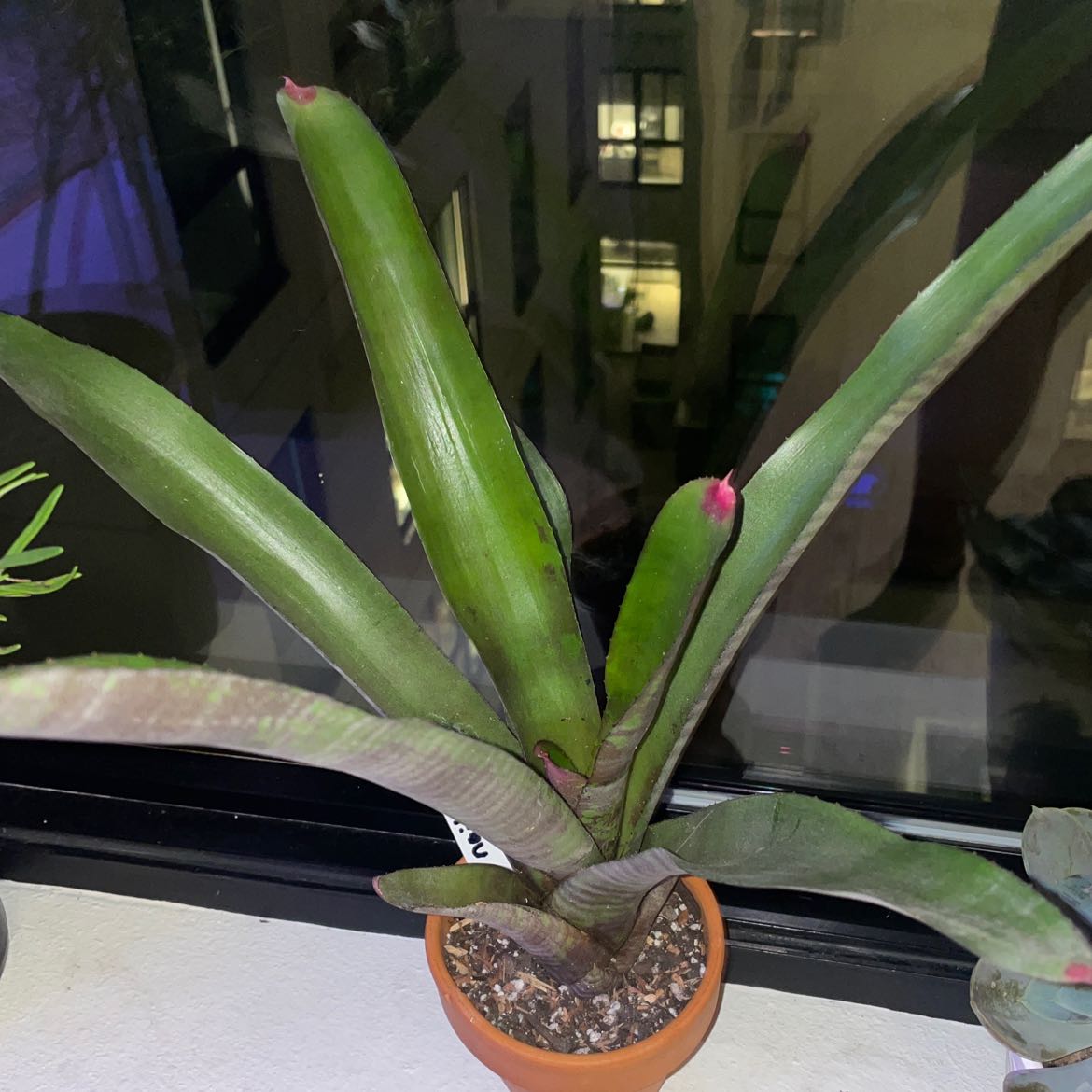 Photo of the plant species Painted Fingernail Bromeliad by @sophsal named Paris on Greg, the plant care app