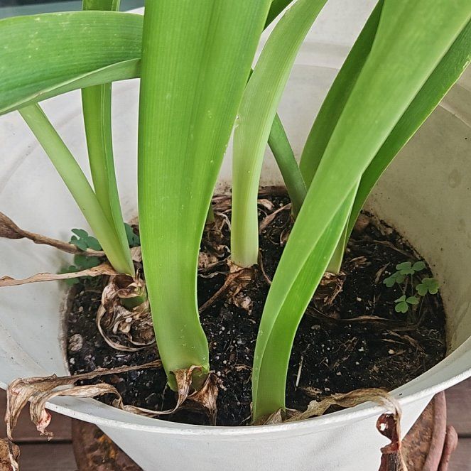 Photo of the plant species Amethyst Hyacinth by @HumanePandan18 named Curie on Greg, the plant care app