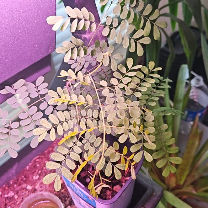Photo of the plant species Caesalpinia Pulcherrima by @HumanePandan18 named Zeus on Greg, the plant care app