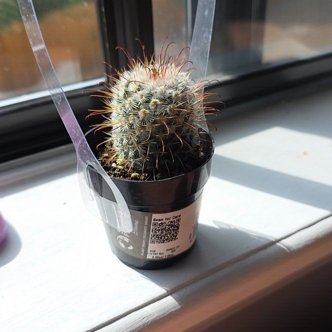 Photo of the plant species Silken Pincushion Cactus by @NicePuka11 named Queen on Greg, the plant care app